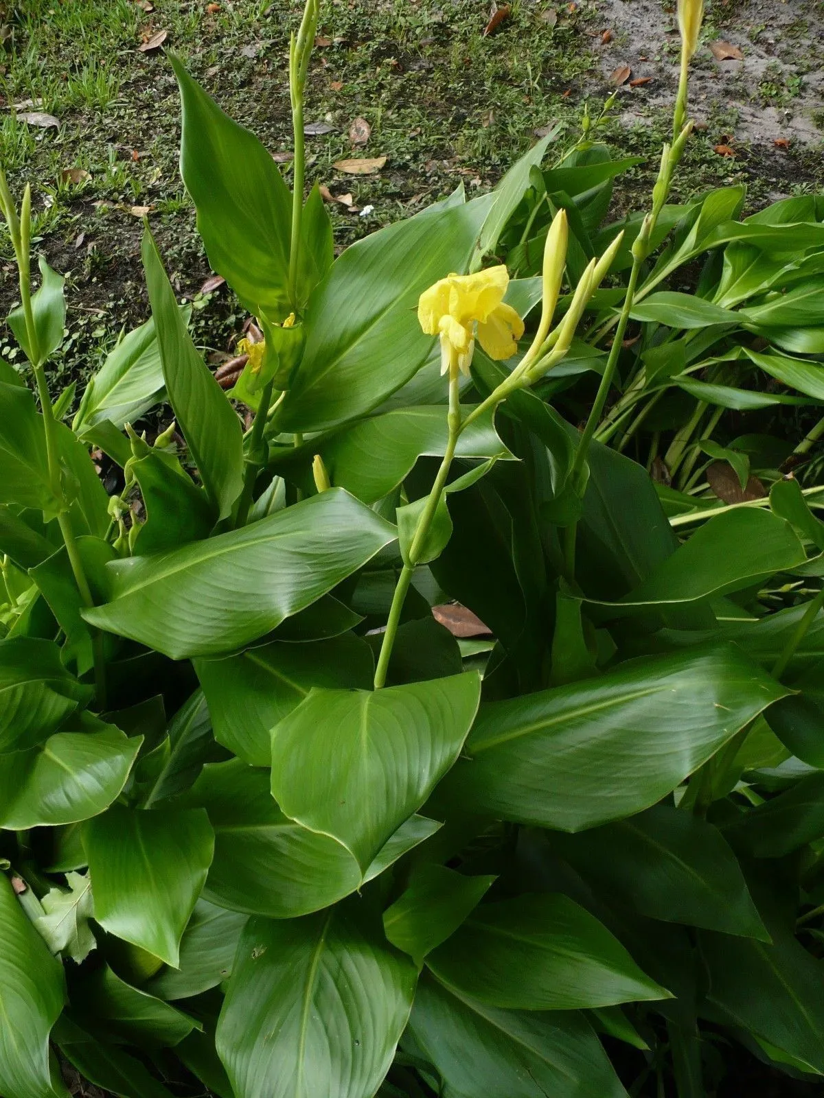 Golden Canna  Canna flaccida  100 Seeds  USA Company