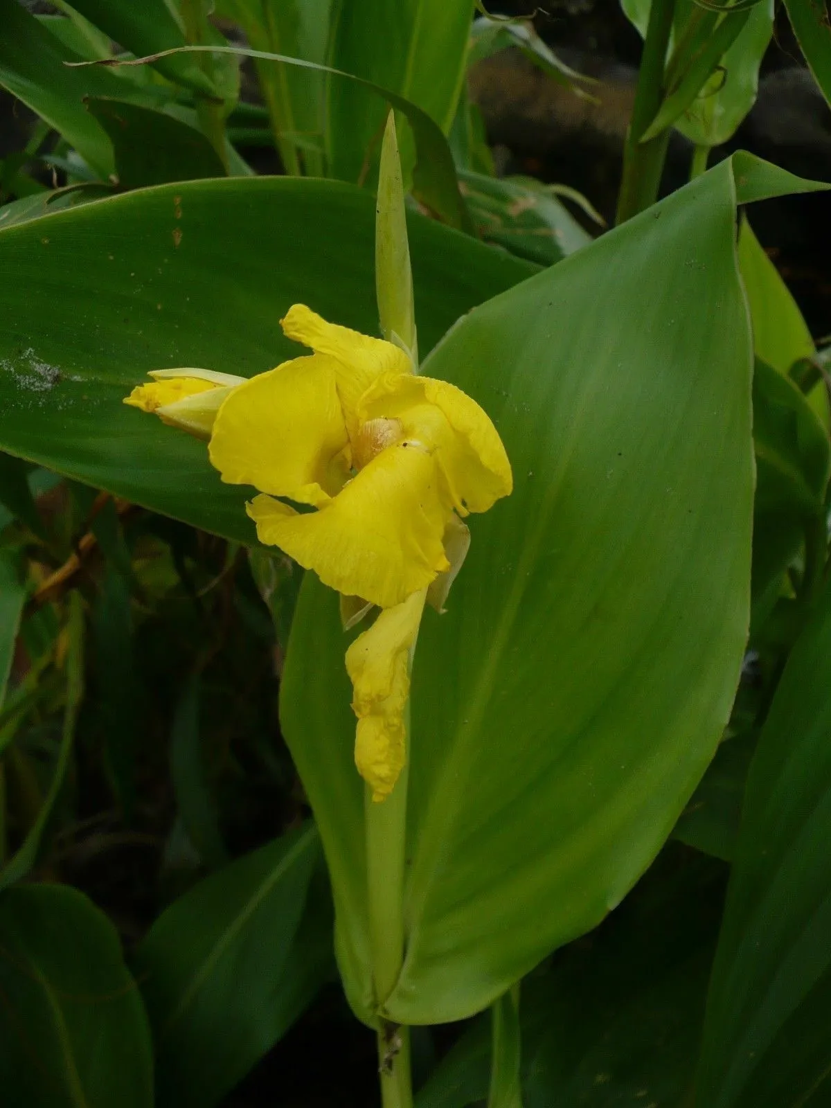 Golden Canna  Canna flaccida  100 Seeds  USA Company