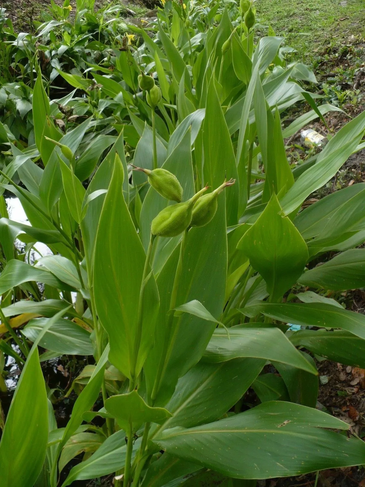 Golden Canna  Canna flaccida  100 Seeds  USA Company