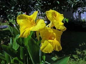 Golden Canna  Canna flaccida  100 Seeds  USA Company