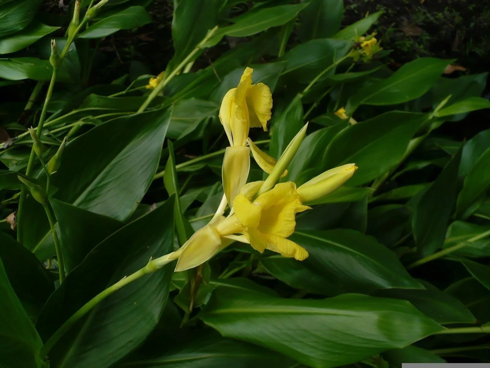 Golden Canna  Canna flaccida  100 Seeds  USA Company