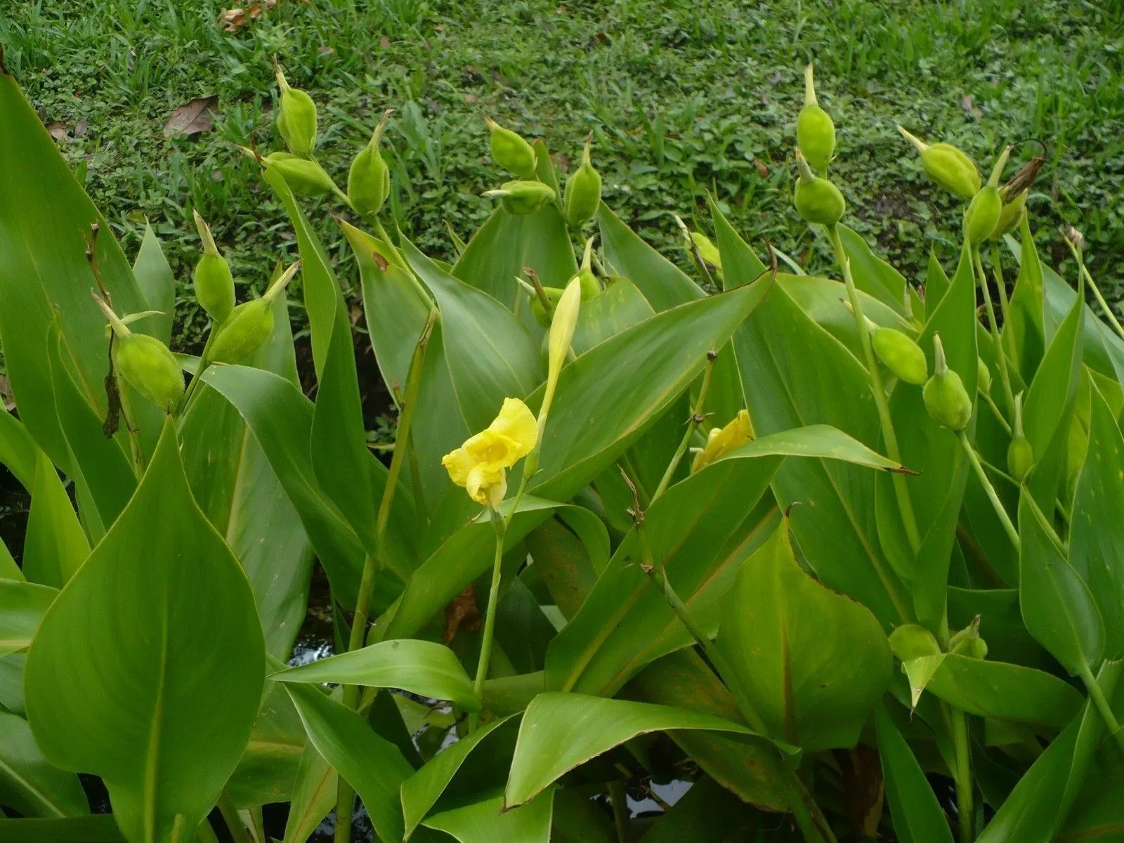 Golden Canna  Canna flaccida  100 Seeds  USA Company