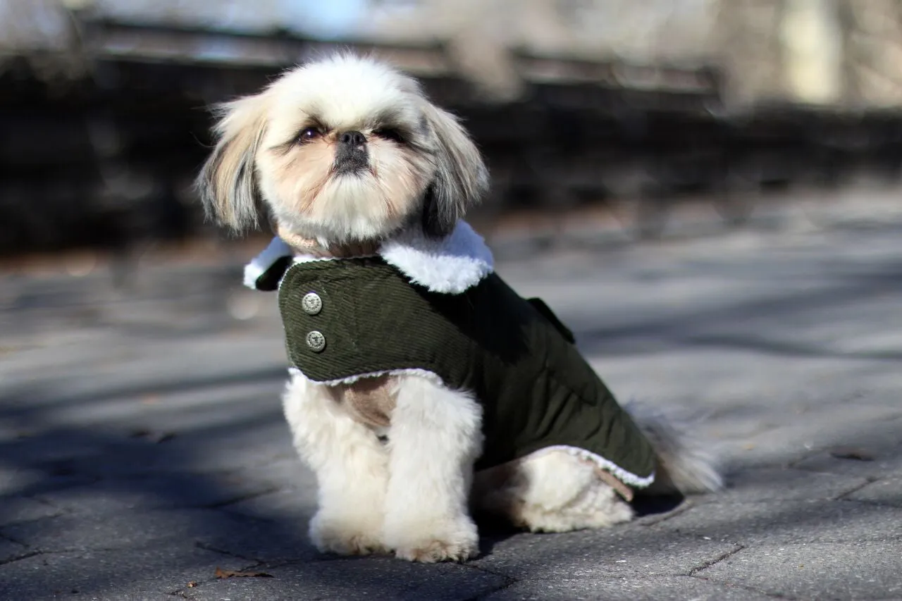 Purple, Green, Orange Corduroy Dog Coats